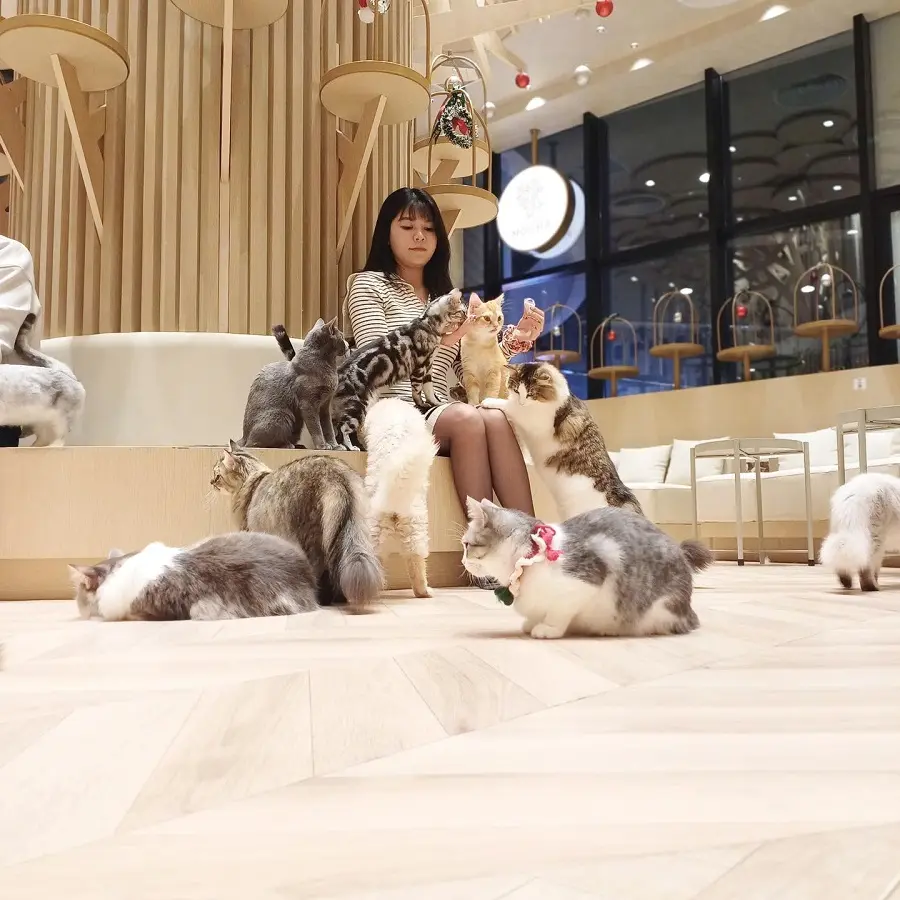 cafe-meo-ha-dong 2
