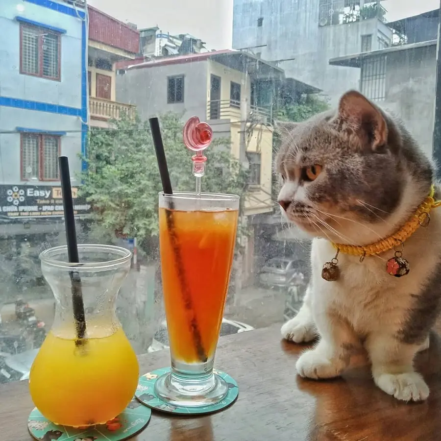 cafe-meo-ha-noi-2
