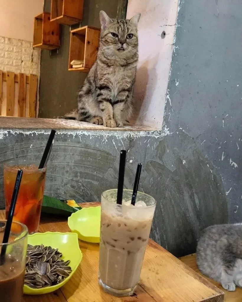 cafe-meo-ha-noi-5