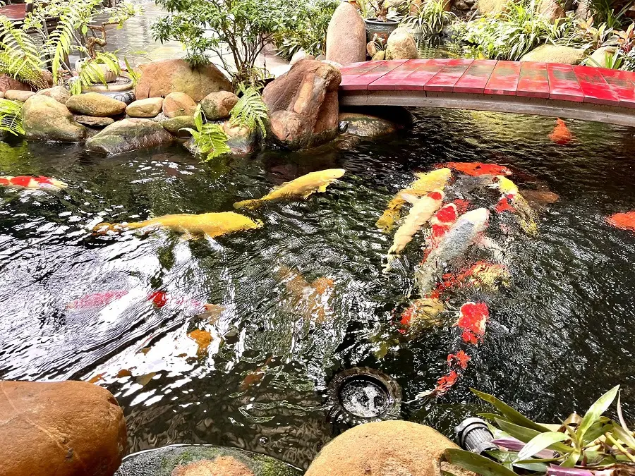 cafe ca koi hai phong 2