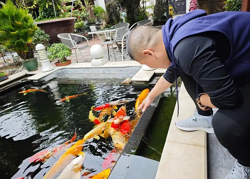 Bước Vào Thế Giới Cá Koi: Trải Nghiệm Độc Đáo Chỉ Có Tại Hải Phòng