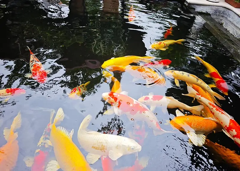 cá Koi