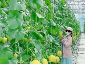 vuon trai cay ben tre 0