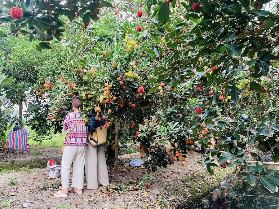 vuon trai cay ben tre 7