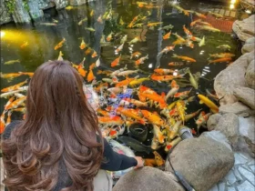 cafe-ca-koi-ha-noi-0