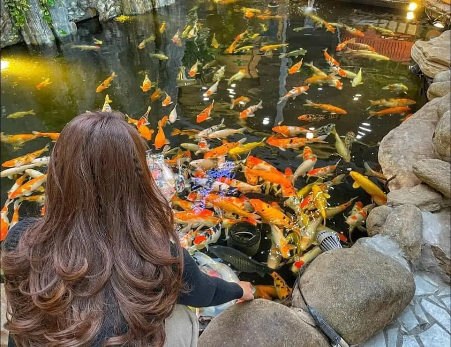 cafe-ca-koi-ha-noi-0
