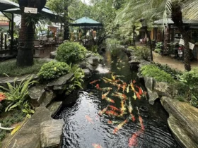 cafe ca koi hai phong 0