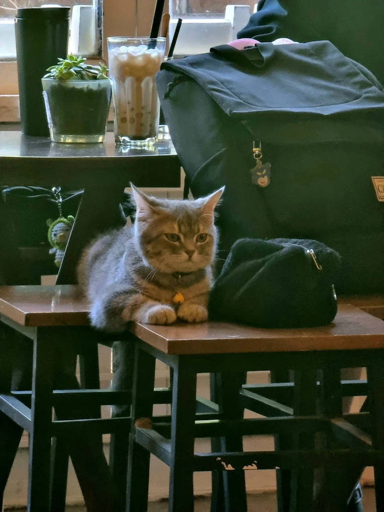 quan cafe meo hai phong 1