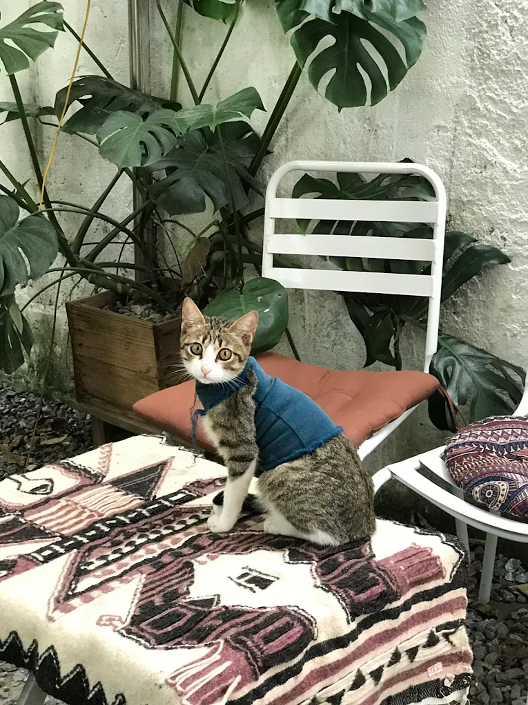 quan cafe meo hai phong 4