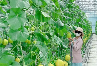 vuon trai cay ben tre 0